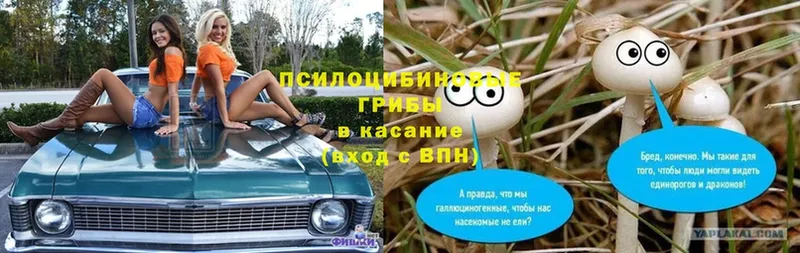 Псилоцибиновые грибы Magic Shrooms  купить закладку  Урень 